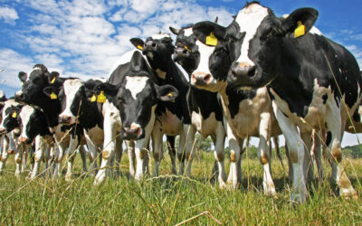 Animal Husbandry