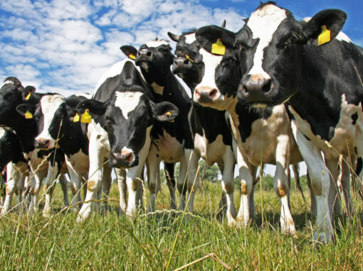 Animal Husbandry