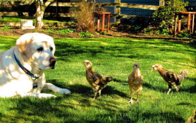Home, Pets and Garden
