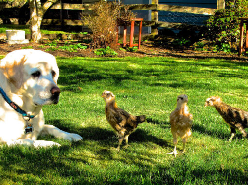 Home, Pets and Garden