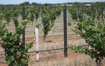 Viticulture