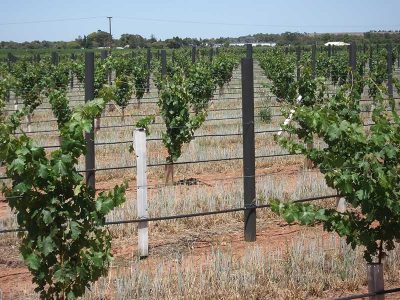 Viticulture