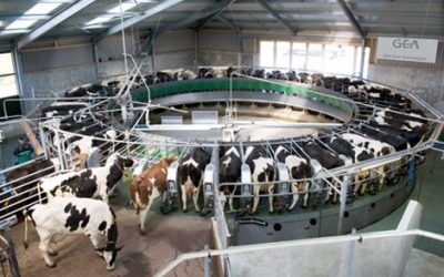 Dairy Supplies